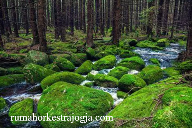 Keindahan Hutan Schwarzwald Jerman